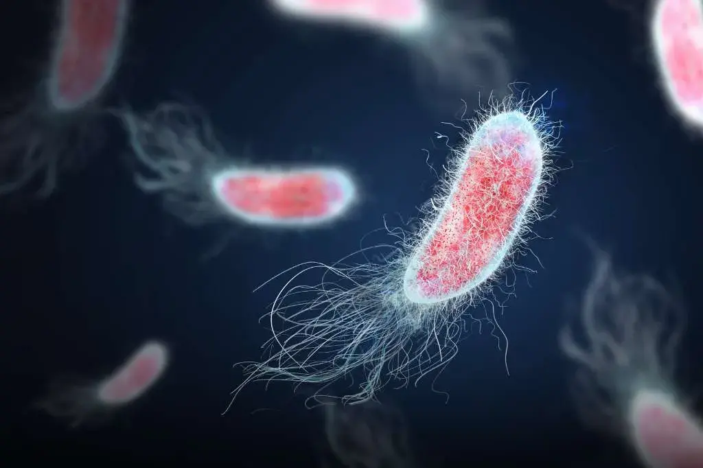 Tratamiento Oral Puede Prevenir Infecciones Urinarias Hasta 9 Años